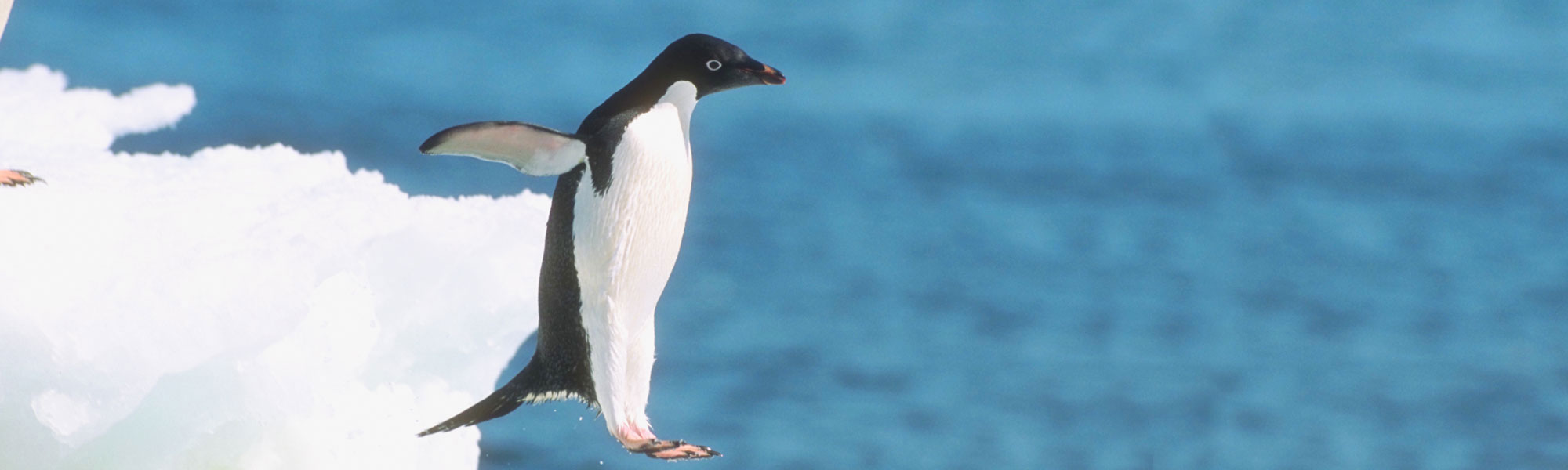 Pinguin